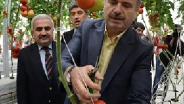 Çöplükten elde edilen enerjiyle serada domates ürettiler