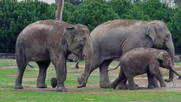 Hindistan'da tren fil sürüsüne çarptı