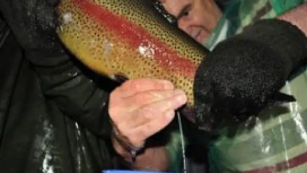 Bu balık çiftliğinde verim yüzde 90