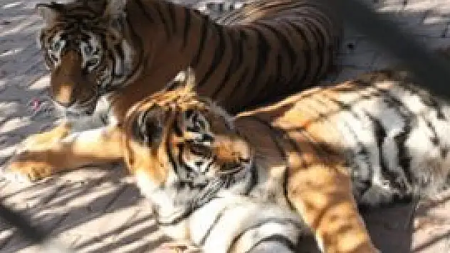 Hayvanlar kışın üşümeyecek