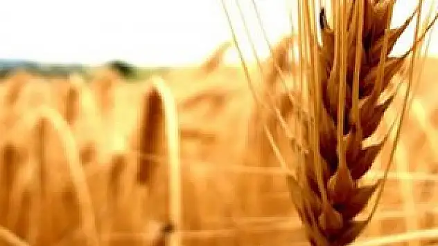 Konya'da hububat fiyatları