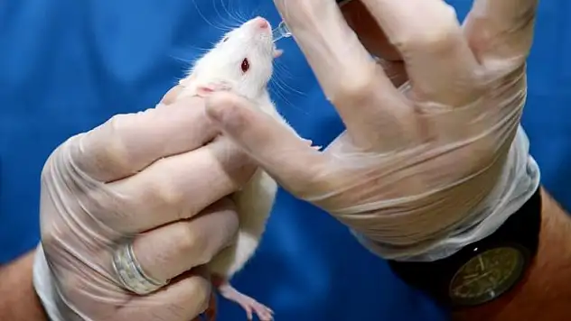 Bilim insanları dünyadaki ilk fare kafası nakline imza attı