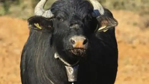 Manda yetiştiriciliğine Konya'da teşvik