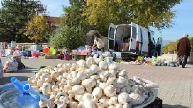 Kültür mantarı zehirler mi?