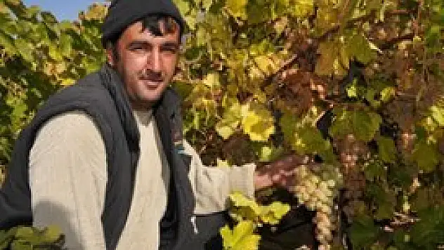 Konya, üzümde de adından söz ettirecek
