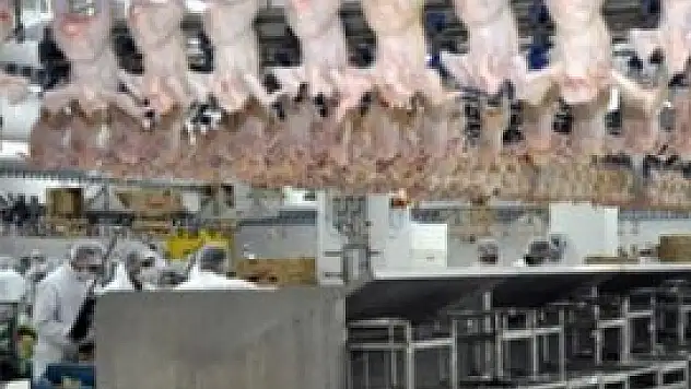 2014'te Avrupa Türk tavuğu yiyecek!