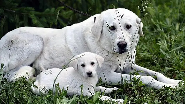 En iyi köpek ırkları belirlenecek
