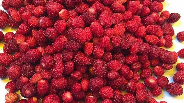 Kilosu 50 liradan satılan çilek el yakıyor