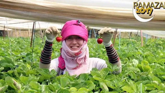 Çilek tarlasındaki kadın işçilerin ramazan mesaisi