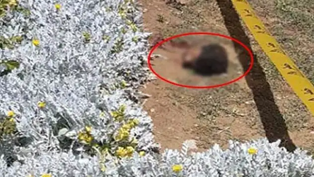 Türbeye saldıran canlı bombanın kafası koptu
