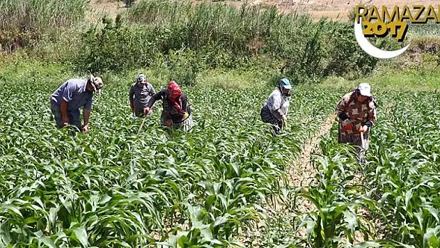 'Tarla mesaisi'ne ramazanda mola yok