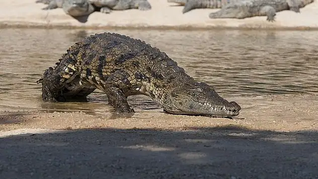 Çin'de 66 milyon yıllık timsah fosili bulundu