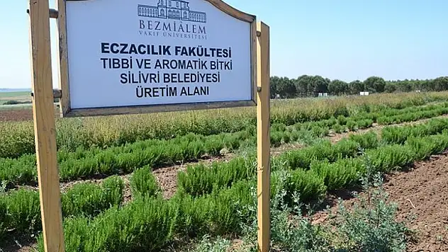 Türkiye'de ilk kez ilaç sanayisi için bitki yetiştiriliyor