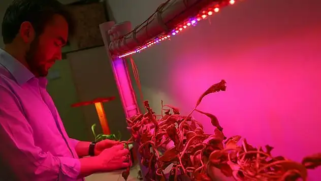 Öğrenciler tarımda LED kullandı verimi artırdı