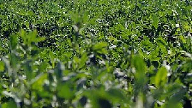 Öğrencisine yonca yediren öğretmene hapis cezası