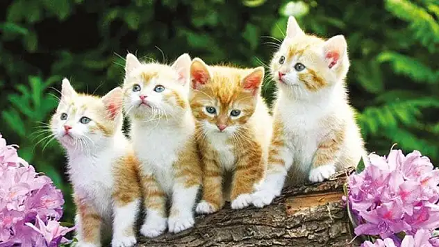 Kedilerin atası Türkiyeliymiş