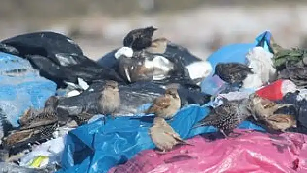 Kuşlar ve sokak hayvanlarının çöplükte yaşam mücadelesi