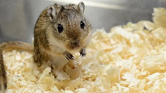 Farelerde beyin yaralanmasının yol açtığı hafıza kaybı giderildi