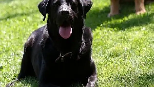 Cesur köpek sahibinin hayatını kurtardı