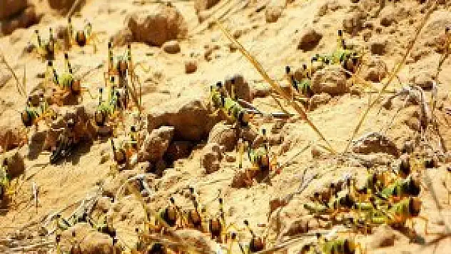 Yemen'de 'çekirge terörü'