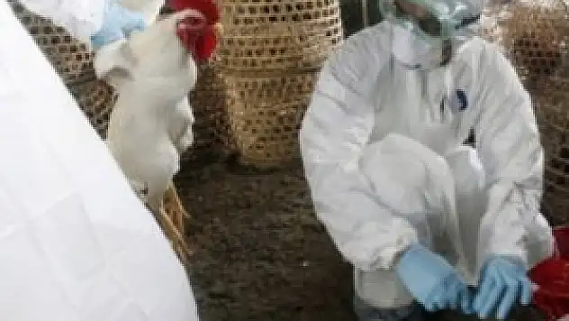 Sivas'ta kuş gribi iddiası