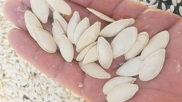 Altınekin'de kabak çekirdeğinde 3 bin ton üretim bekleniyor