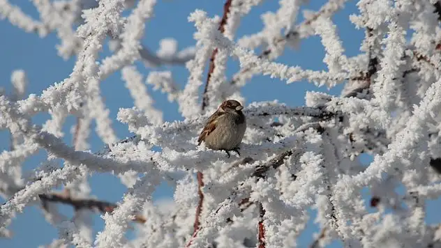 Kırağı ve serçeler