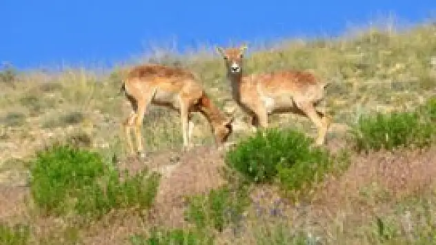 Konya'daki yaban koyunları sayıldı