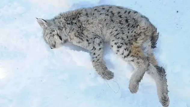 Yavru vaşak soğuktan öldü