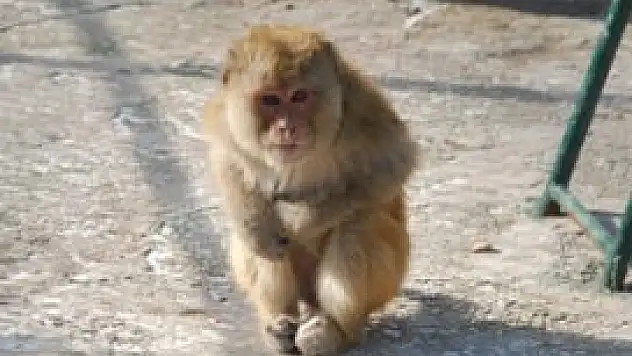 Maymun sayısı 15'e yükseldi