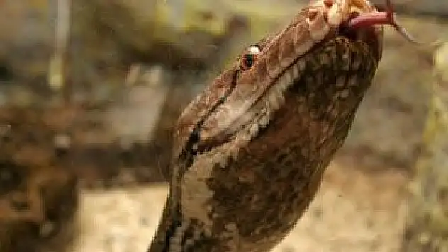 Endonezya'da piton dehşeti