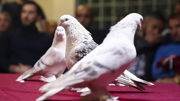 Saf Anadolu ırkı şebap güvercinleri Ankara'da yarıştı