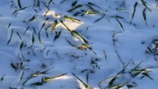 'Kara kış' çiftçiye umut oldu