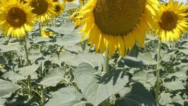 Konya Şeker'den Ayçiçeği Üreticisine Müjde