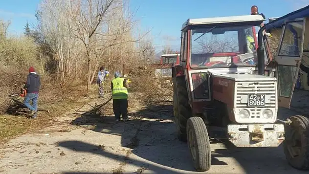 Seydişehir Belediyesi ağaçları buduyor