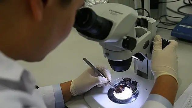 Hurma zeytininin gen haritası çıkarıldı