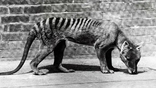 81 yıl önce nesli tükenen Tazmanya Kaplanı geri döndürülecek!