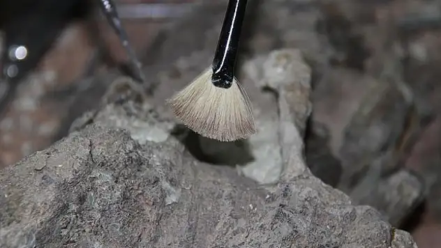 İnsan boyutunda penguen fosili bulundu