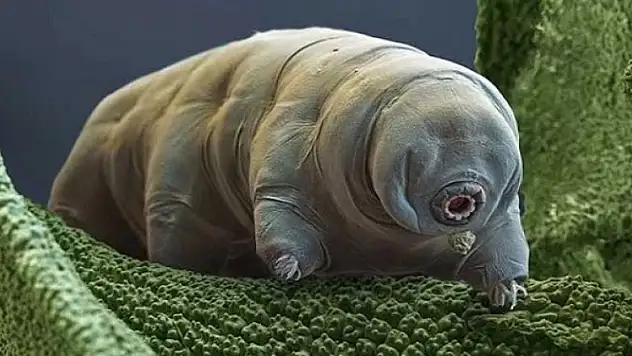 Bilim adamları onun peşinde! Uzayda bile yaşıyor