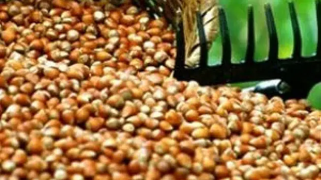 Fındıktan 774 milyon gelir elde edildi