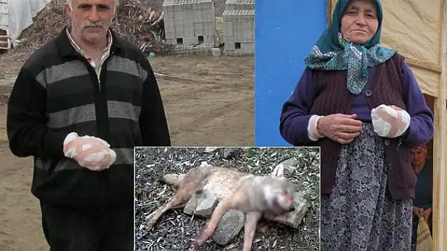 Köye inen kurt 4 kişiyi yaraladı