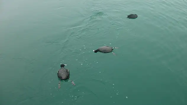 Milli parkta su kuşu avlarken yakalandılar