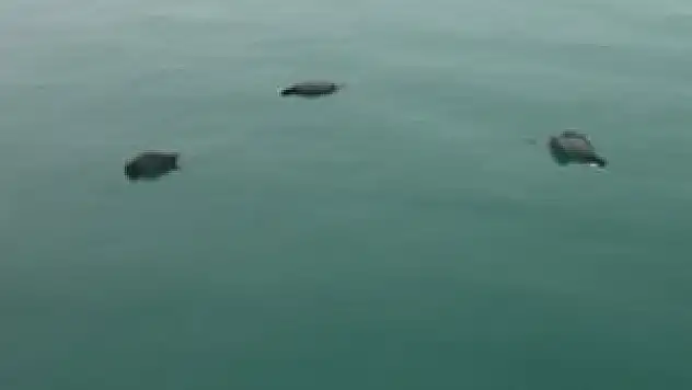 Meke avına 4 bin 972 lira ceza