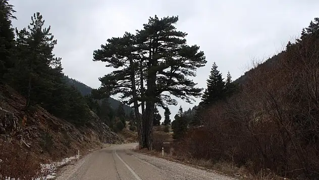 'Beş kardeşler ağacı' ilgi çekiyor