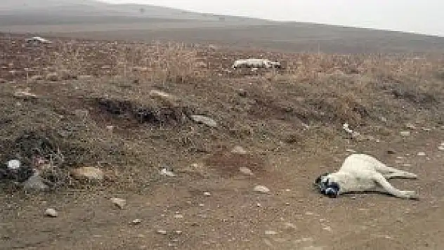 Konya'da 20 köpek ölü bulundu