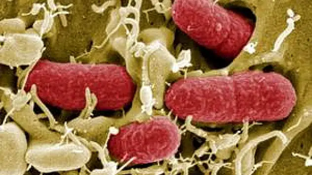 Bu virüs bize yabancı değil