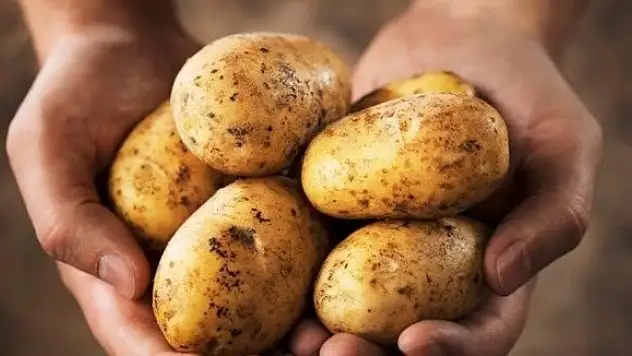 Patates üreticisine ihracat desteği