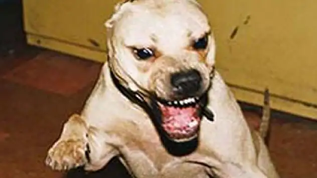 Kuduz köpeğin ısırdığı çocuk öldü!