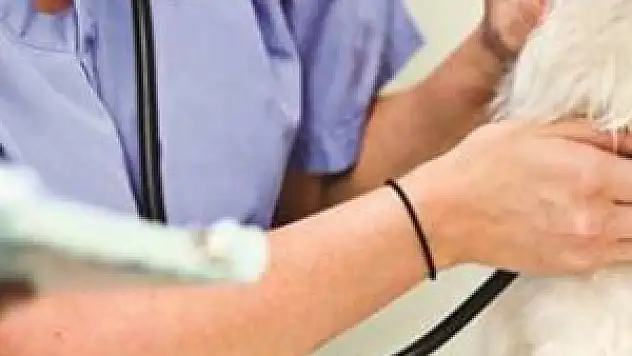 Bakanlık, sınavsız veteriner hekim alabilecek