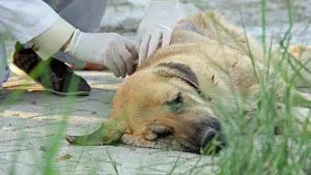 Bakanlıktan 'veteriner hekim' açıklaması